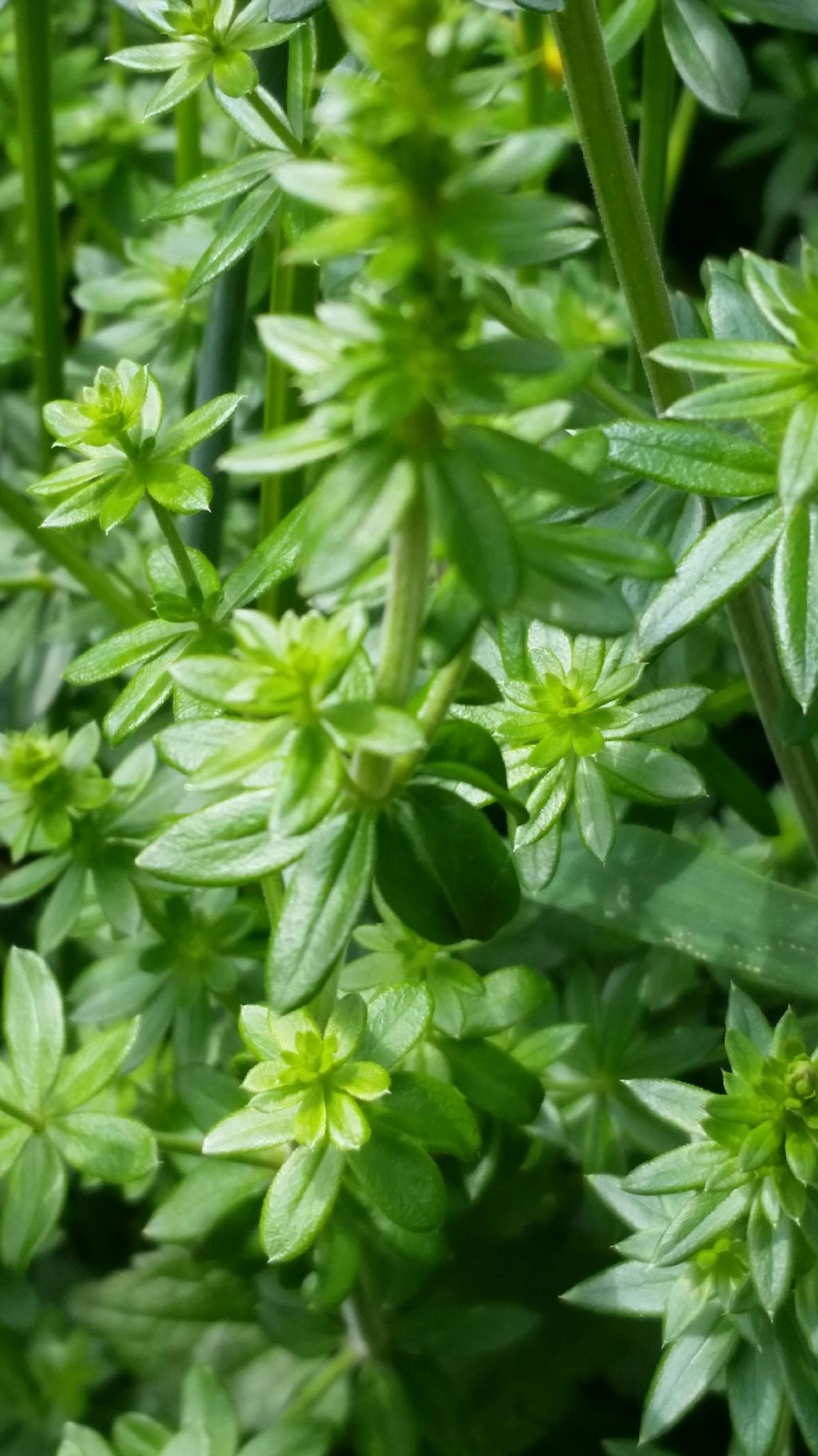 Galium mollugo (Rubiaceae)